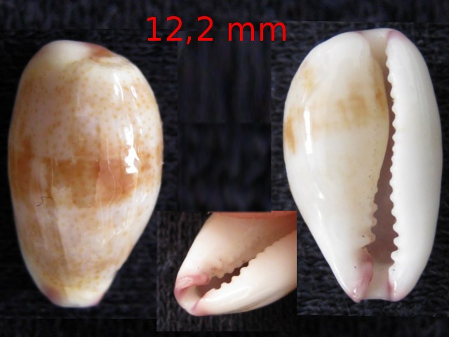 Conferma Purpuradusta gracilis notata